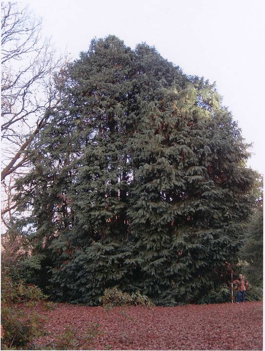 T12105 Chamaecyparis lawsoniana 'Fletcheri'