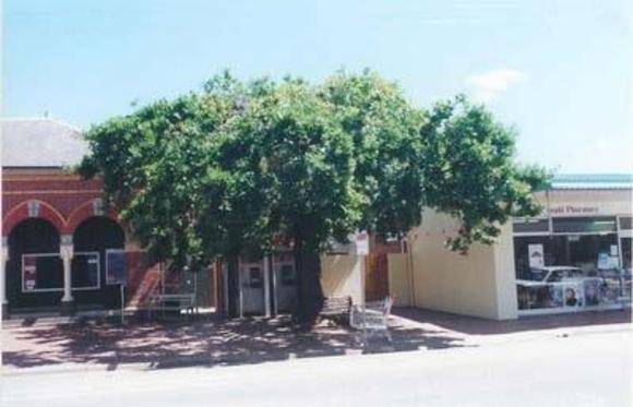T12107  Quercus  robur  