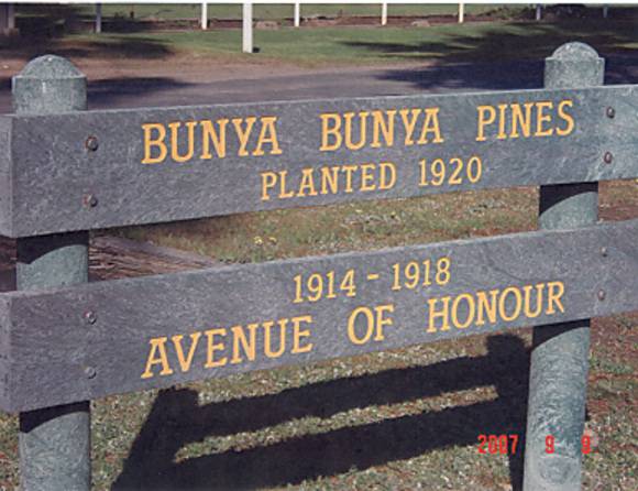 T12108 Araucaria bidwillii - Avenue of Honour