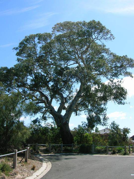 T12109 Eucalyptus camaldulensis
