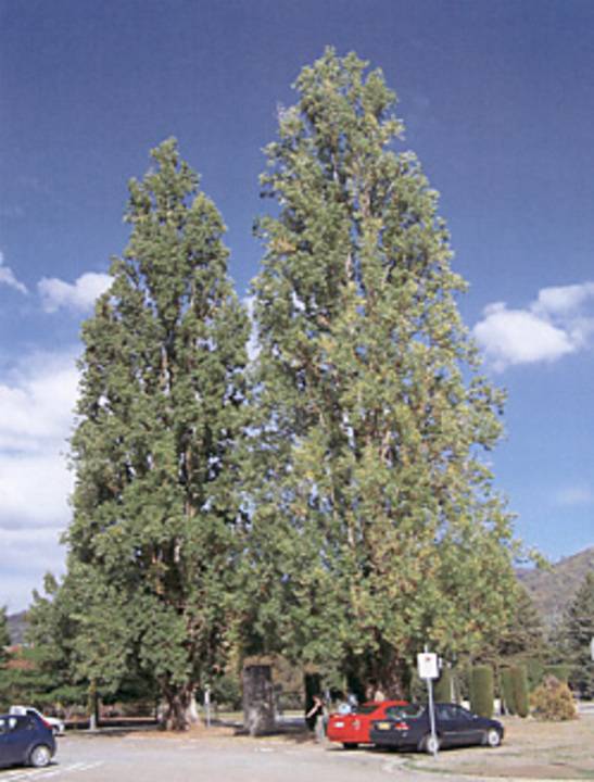 T12111 Populus nigra var italica