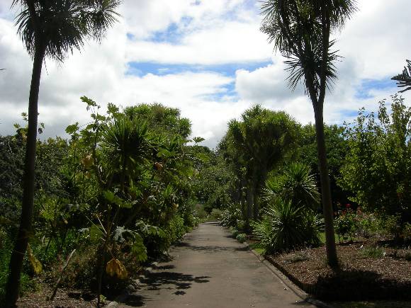 PROV H2214 Portland B G Cordyline Walk