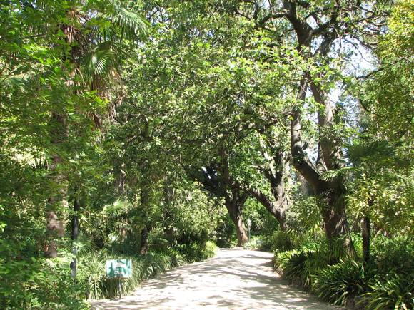 RIPPON LEA SOHE 2008