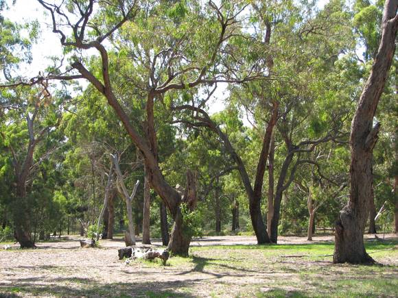 WATTLE PARK SOHE 2008