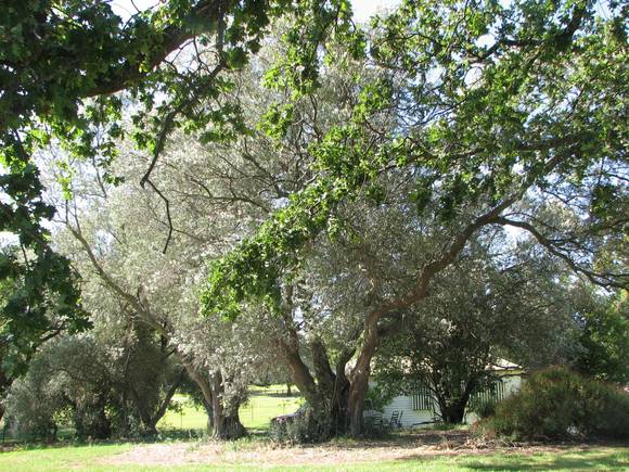 BALLAM PARK SOHE 2008