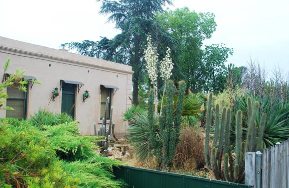 DAWSON CACTUS GARDENS SOHE 2008