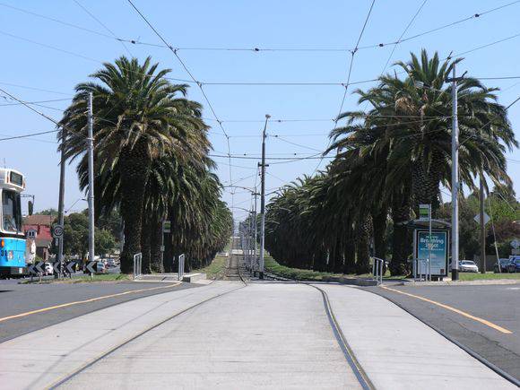 CANARY ISLAND DATE PALM AVENUE (PHOENIX CANARIENSIS) SOHE 2008