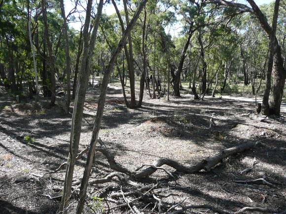 BAXTER LEAD ALLUVIAL GOLD MINING PRECINCT SOHE 2008