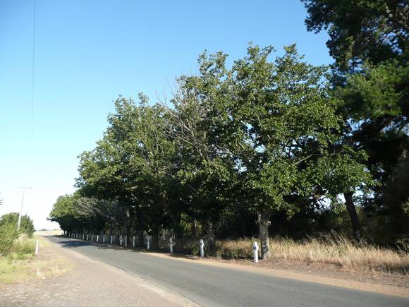 AVENUE OF HONOUR SOHE 2008