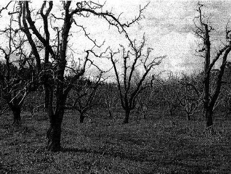 Pear orchard trees, Figure 1 Tree group 1,Frenchs seedling tree base, former Buerre Capment graft, now Packham Triumph