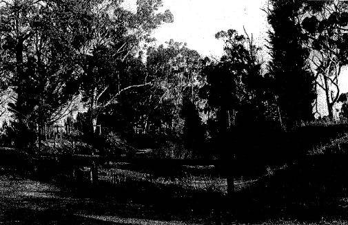 Maroondah Aqueduct Planting