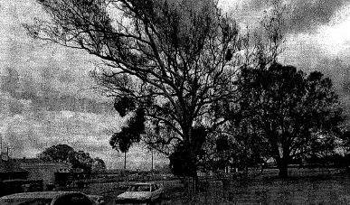 Gums opposite the Doreen store and hall