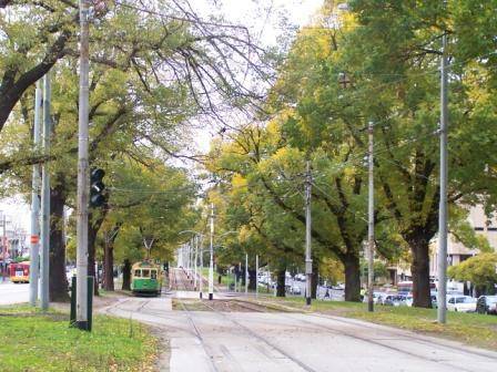 Victoria Parade Street Trees