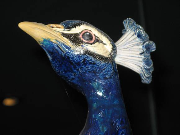 Loch Ard Peacock close up of head