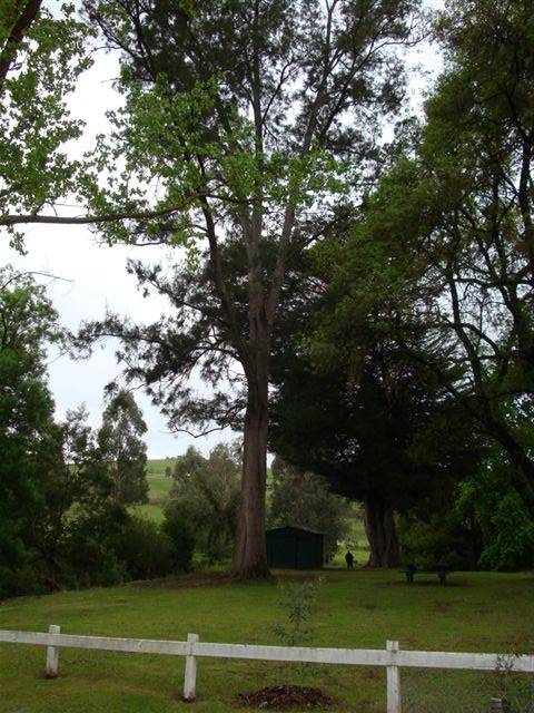 T11188 Casuarina cunninghamiana 