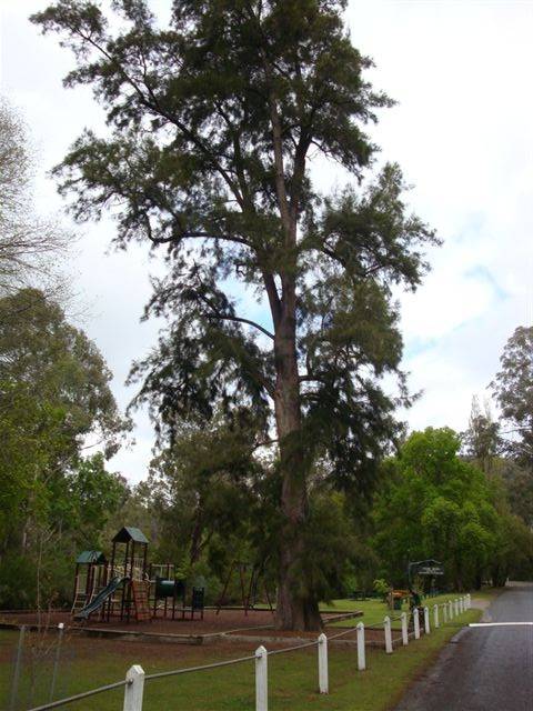 T11189 Casuarina cunninghamiana