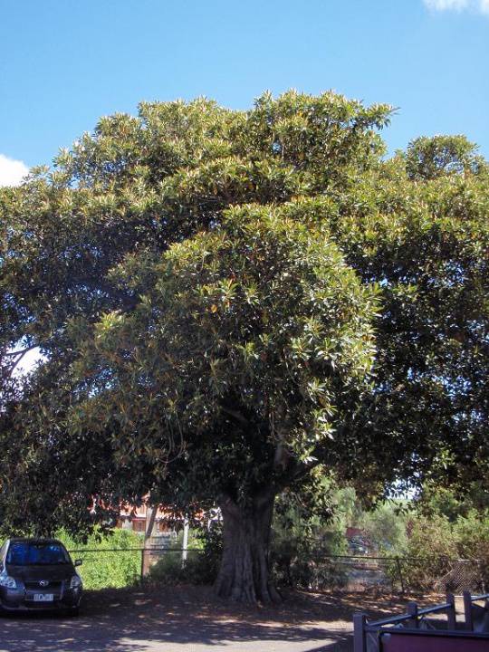 HO136 - Moreton Bay Fig, Footscray Hotel next to 48 Hopkins Street, Footscray.JPG