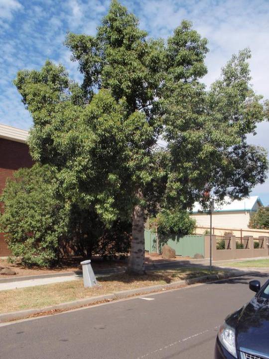 HO105(2) - Kurrajong Street Trees, Bloomfield Avenue, Maribyrnong.JPG