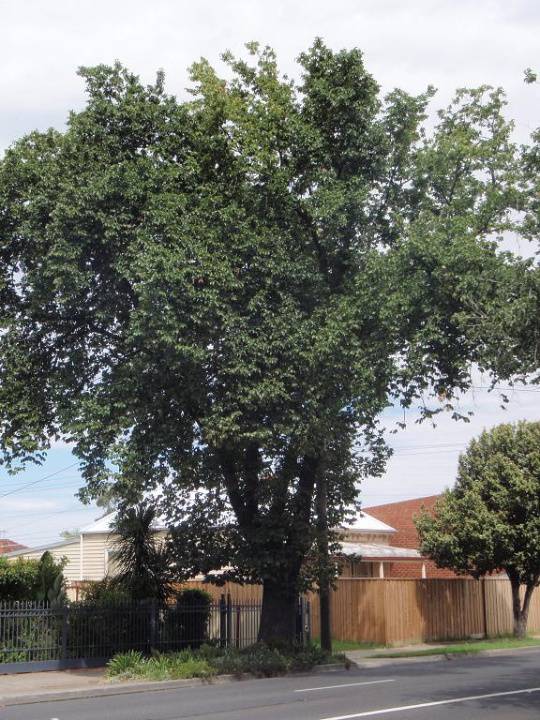 HO88 - Elm Street Tree Avenue, 31-99 & 46-126 Ballarat Road, Maidstone.JPG