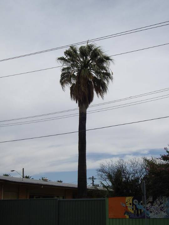 HO95 - Washingtonia Palm, Rear 400-406 Barkly Street, Footscray.JPG