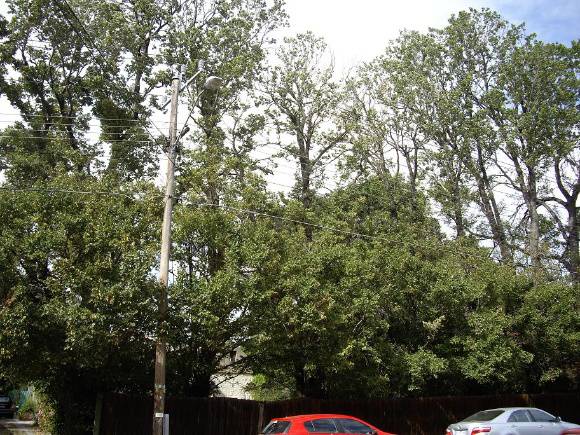 HO65 - Elm Trees, 31 Somerville Road, Yarraville.JPG