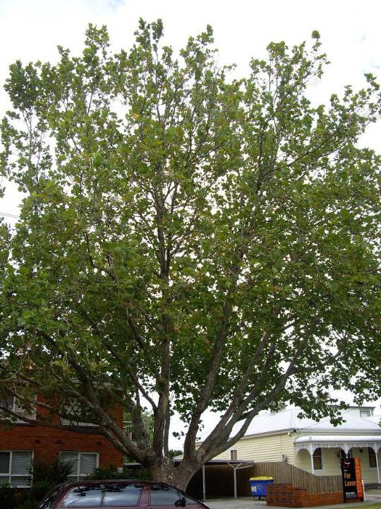 HO156 (2) - Plane Street trees, near 61 and 42-64 Stephen Street, Yarraville.JPG