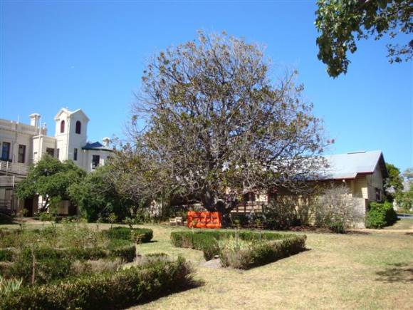 T11415 Magnolia grandifolia
