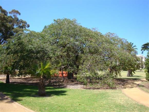 T11412 Ulmus glabra pendula