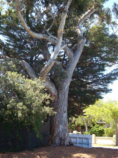 T11417 Eucalyptus cladocalyx