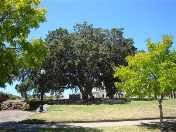 T11405 Quercus suber 