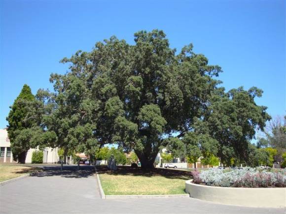 T11405 Quercus suber 