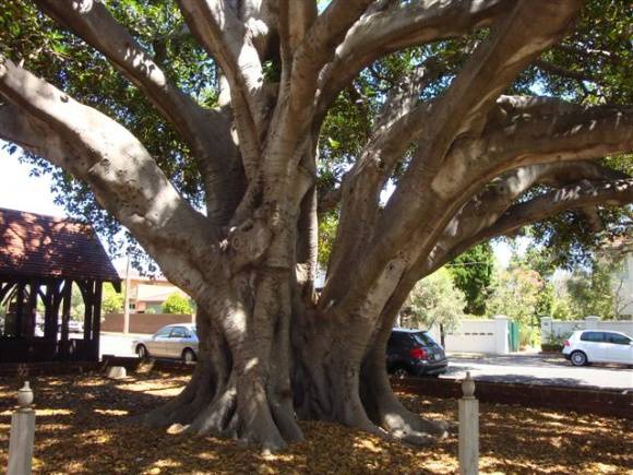 T11410 Ficus macrophylla