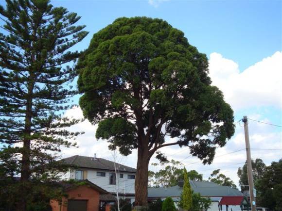 T12059 Eucalyptus microcorys