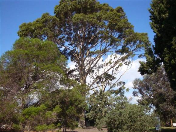 T12038 Corymbia maculata