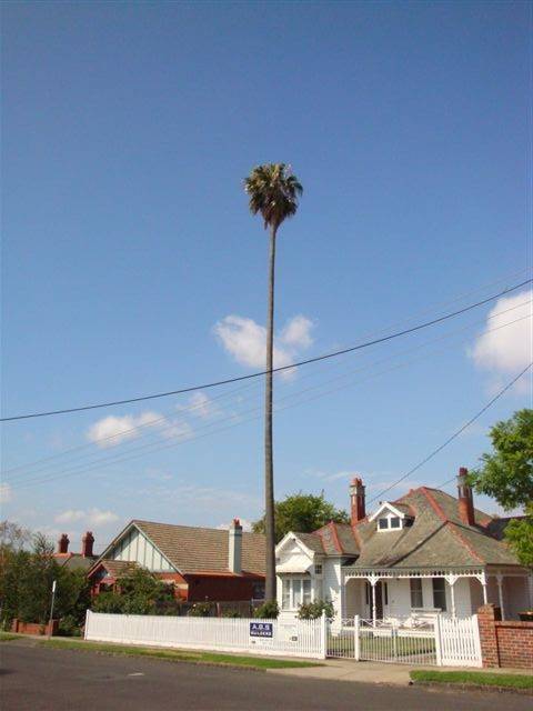 T11563 Washingtonia robusta 
