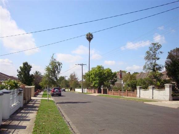 T11563 Washingtonia robusta 