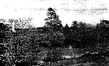 Gardens Conservation Precinct - view of the Gong and gardens from Fisken Street - 1983 Buninyong Conservation Study