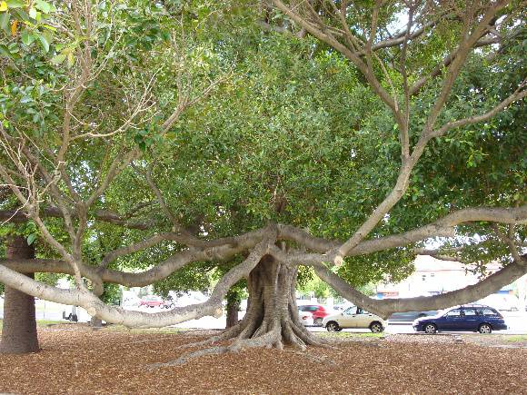 T11150 Ficus platypoda st Kilda