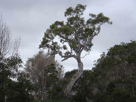 T11152 Eucalyptus camaldulensis