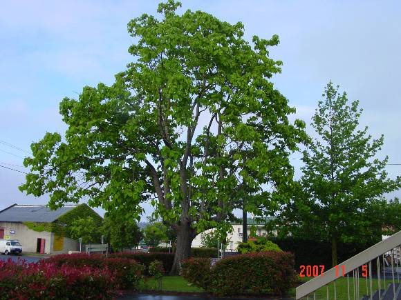 T11008 Catalpa bignonioides