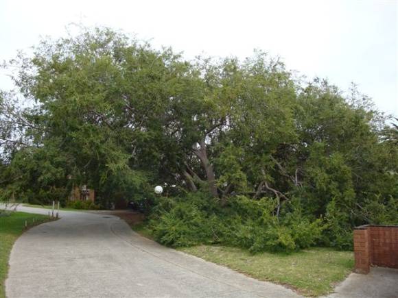T11112 Ulmus parvifolia