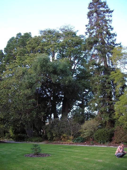 T12137 Erythrina caffra