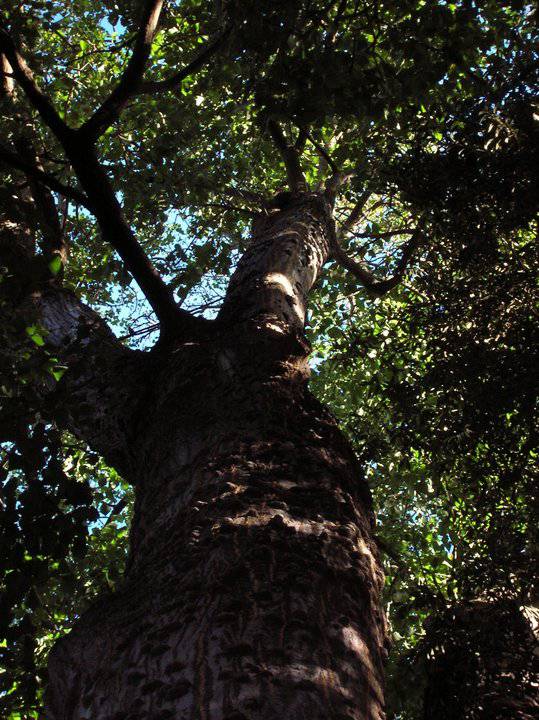 T12137 Erythrina caffra
