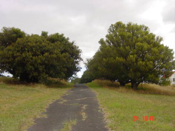 T11750 Ficus macrophylia