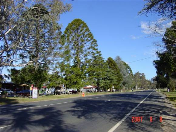 T12108 Araucaria bidwillii - Avenue of Honour