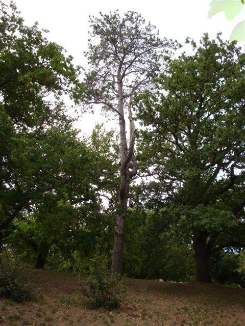 T11265 Pinus contorta var latifolia