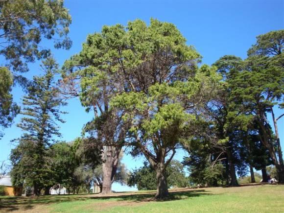 T11956 Chamaecyparis funebris