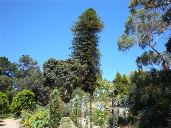 T11572 Araucaria columnaris 
