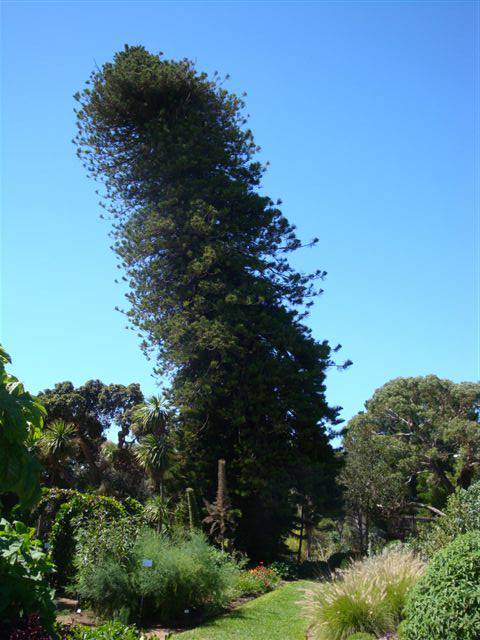 T11572 Araucaria columnaris 
