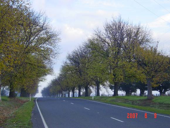 T12017 Ulmus x hollandica